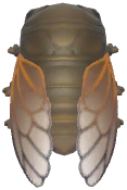 Cicada