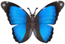 Scarce Morpho