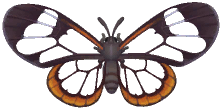 Glasswing Butterfly