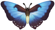 Morpho Luna