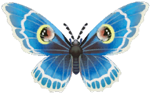 White-banded Erebus Moth