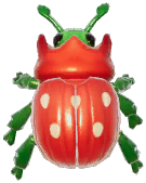 Strawberry Dung Beetle