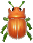 Pumpkin Dung Beetle