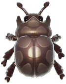 Truffle Dung Beetle