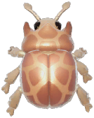 Shiitake Dung Beetle