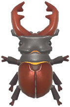 Stag Beetle