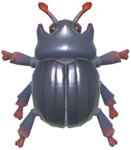 Minotaur Beetle