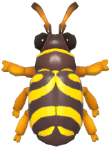 Wasp Beetle
