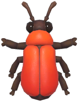 Fire-Colored Beetle