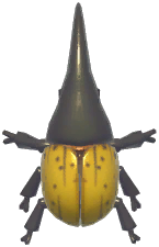 Hercules Beetle