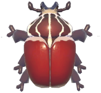 Goliath Beetle