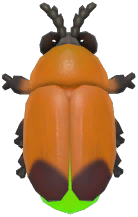 Great Black Firefly