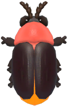 Pink-Necked Firefly
