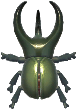 Atlas Beetle
