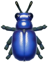 Blue Milkweed Beetle