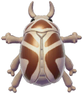 Brown Rhinoceros Beetle