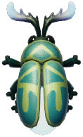 Grey-horned Firefly