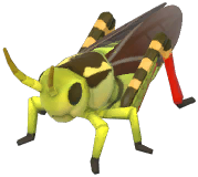 Large Banded Grasshopper