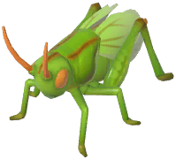 Katydid