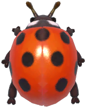 Seven-Spotted Ladybug