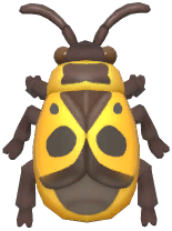 Lychee Shieldbug