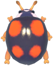 Four-Spotted Ladybug
