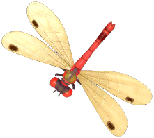 Large Red Damselfly