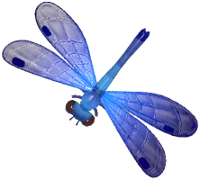 Beautiful Demoiselle