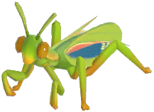 Mediterranean Mantis
