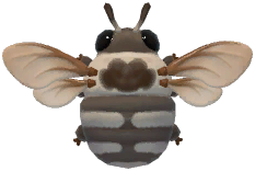 Waroona Cuckoo Bee