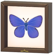 Certified Mark (Common Blue Butterfly)