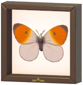 Certified Mark (Orange-Tip)