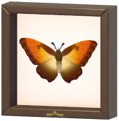 Certified Mark (Sunset Morpho)