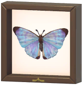 Certified Mark (Sulkowsky's Morpho)