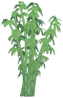 Tall Bamboo Bush