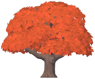 Topiary Maple