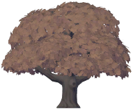 Topiary Maple