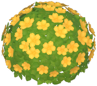 Japanese Kerria