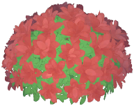 Red Tip Photinia
