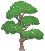 Pine
