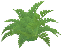 Wild Bracken