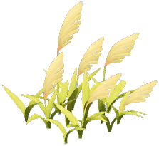 Needle Grass