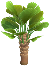 European Fan Palm