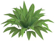 Bush