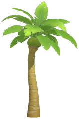 Coconut Tree