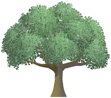 Broad-Leaved Tree