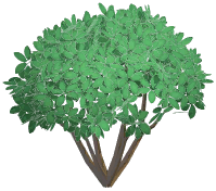 Quartered Topiary Bush