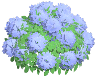 Purple Hydrangea